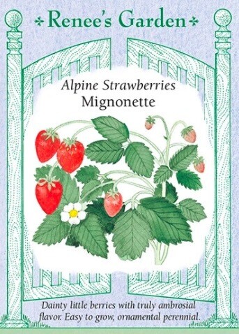 Renee's Strawberry Alpine Mignonette 5036