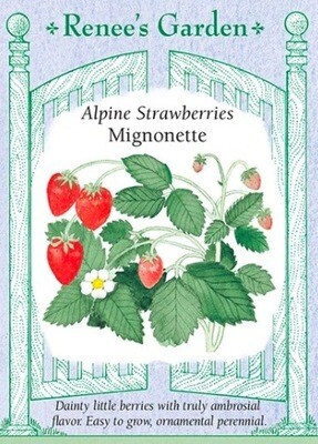 Renee's Strawberry Alpine Mignonette 5036