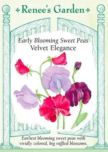 Renee's Sweet Pea Velvet Elegance 5295