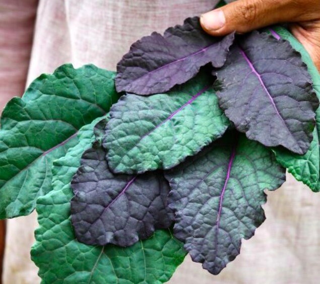 Baker Creek Kale Dazzling Blue Store The Plant Foundry
