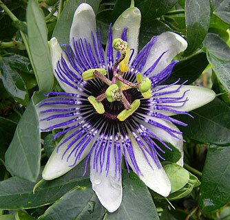 Griggs 1Gal Passiflora 'Blue Horizon' 8801