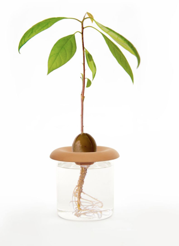 Kikkerland Terracotta Seed Sprouters CD535