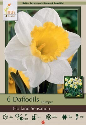 NBC Narcissus Holland Sensation 