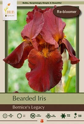 NBC Iris germanica (Bearded Iris) Bernice's Legacy