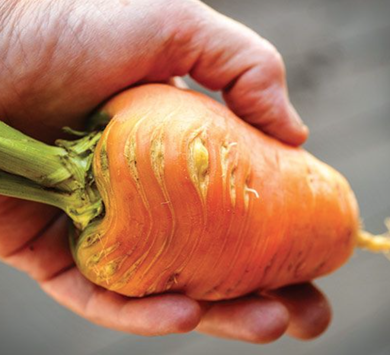 Baker Creek Carrot Oxheart Store The Plant Foundry