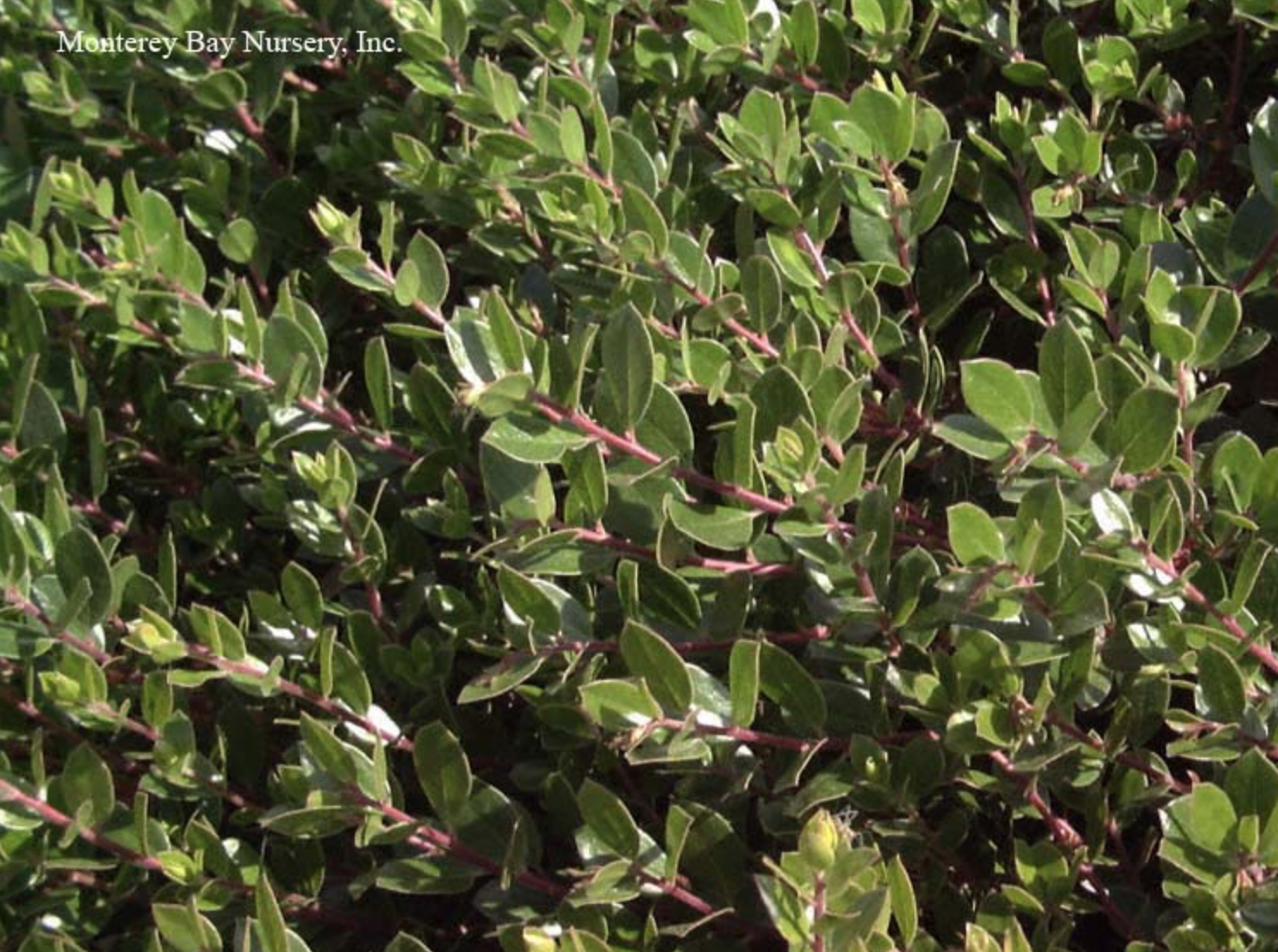 MBN 1Gal Arctostaphylos 'Emerald Carpet' 