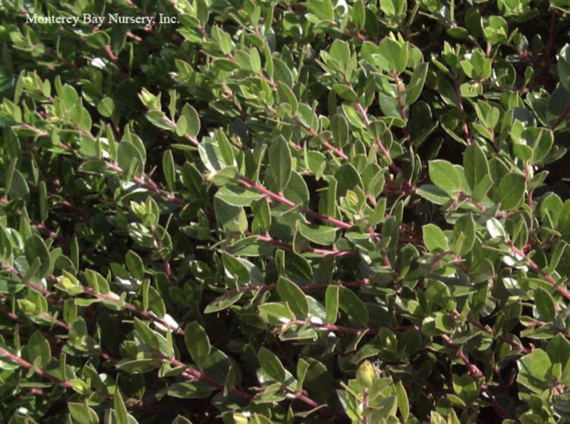 MBN 1Gal Arctostaphylos 'Emerald Carpet' 00165