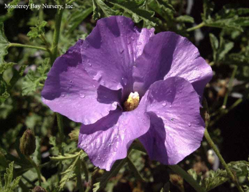 MBN 1Gal Alyogyne huegelii 'Swan River'