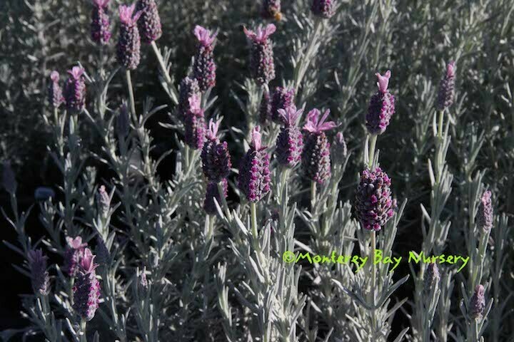 MBN 1Gal Lavandula stoechas 'Ghostly Princess' 19755