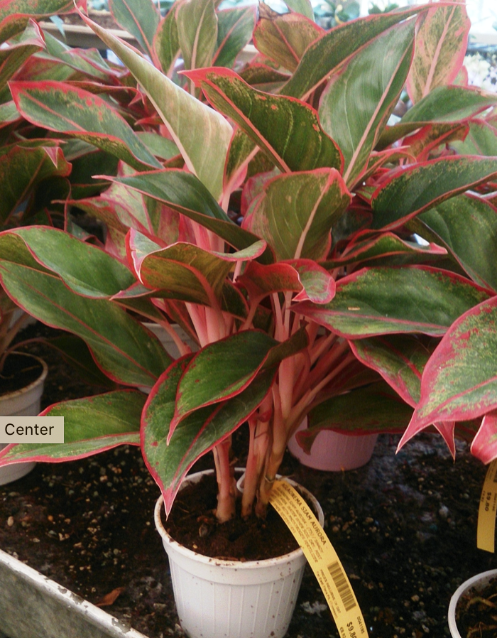 LAT 6" Aglaonema Siam – Store – The Plant Foundry