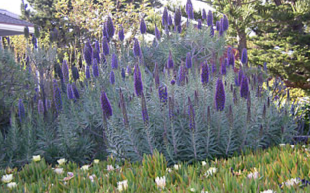 Griggs 1Gal Echium fastuosum 4795