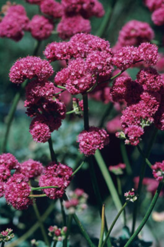 Griggs 1Gal Eriogonum grande var. rubescens 5045