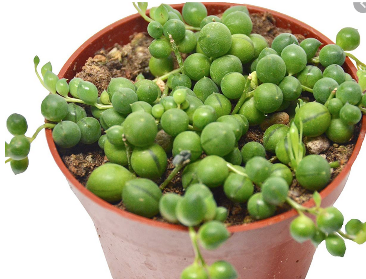 6" String of Pearls $19.99