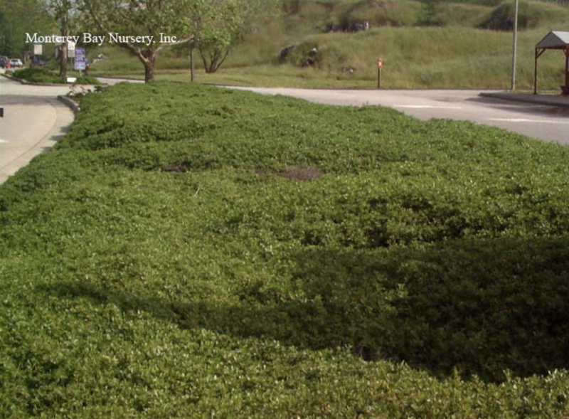 MBN 1Gal Baccharis pilularis 'Twin Peaks #2' 00208