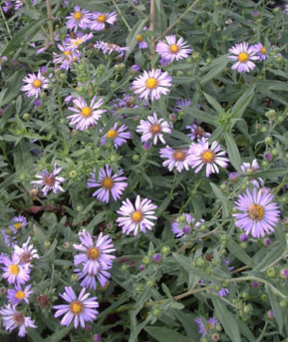 Griggs 1Gal Aster chilensis 'Purple Haze' 1678