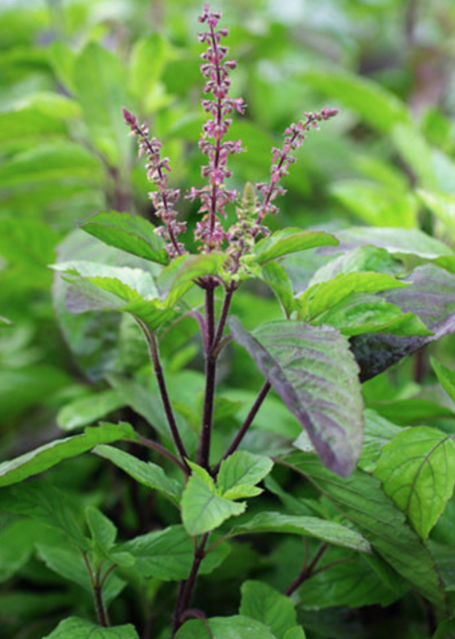 Suncrest Qt Ocimum sanctum – Store – The Plant Foundry