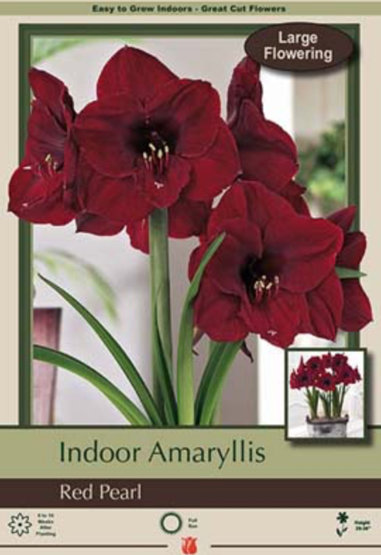 NBC Hippeastrum (Amaryllis) Red Pearl