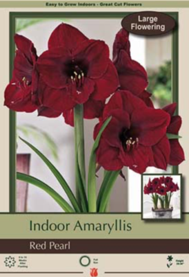 NBC Hippeastrum (Amaryllis) Red Pearl