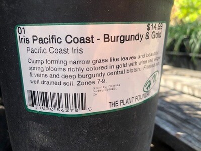 HN 1Gal Iris Pacific Coast - Burgundy & Gold