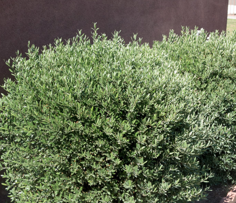 HN 5Gal Olea europaea 'Fruitless Dwarf'
