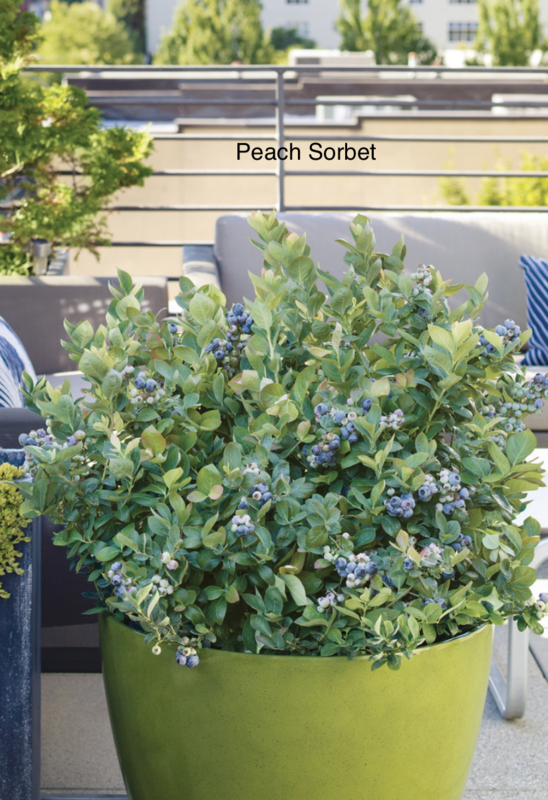 DWN FMF Blueberry - Peach Sorbet, Pink Icing $19.99