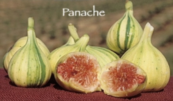 DWN FMF Fig - Black Jack, Panache, Latterula, Black Mission $35.99