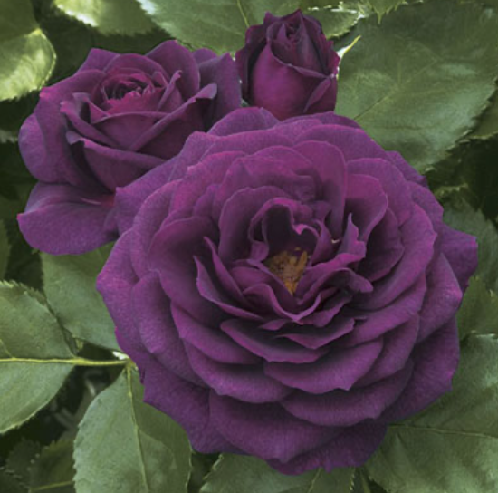 Weeks Roses Ebb Tide (FL)