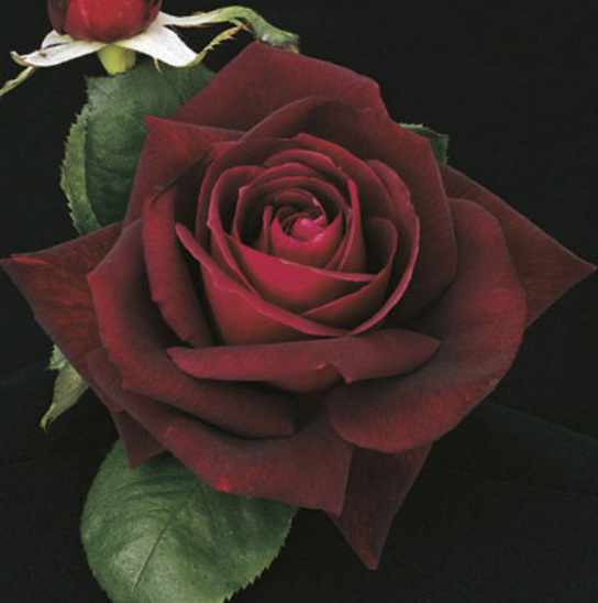 Weeks Roses Ink Spot (HT)