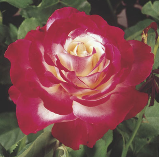 Weeks Roses Double Delight (HT)