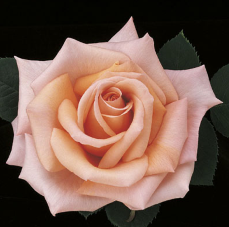 Weeks Roses Sunset Celebration (HT)