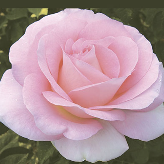 Weeks Roses Falling In Love (HT)