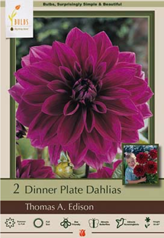 NBC Dahlia Thomas A. Edison