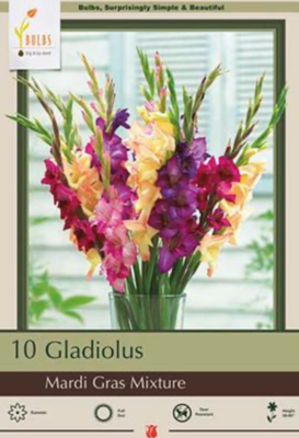 NBC Gladiolus Large Flowering Mardi Gras Mixture 