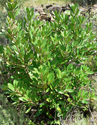 Grigg's 1Gal Heteromeles arbutifolia 
