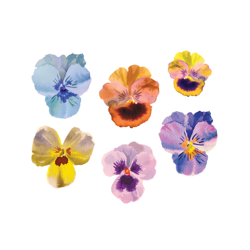 Tattly Pansies Tattoo 0877