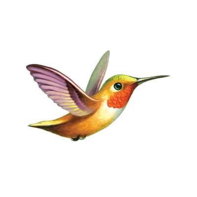 Tattly Hummingbird 0865