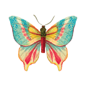 Tattly Butterfly 2 Tattoo (0200-06)