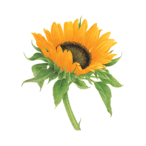 Tattly Sunflower Tattoo 0873