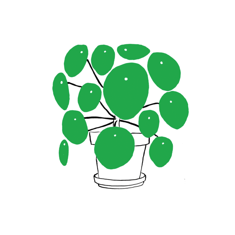 Tattly Pilea Plant (0977-06)