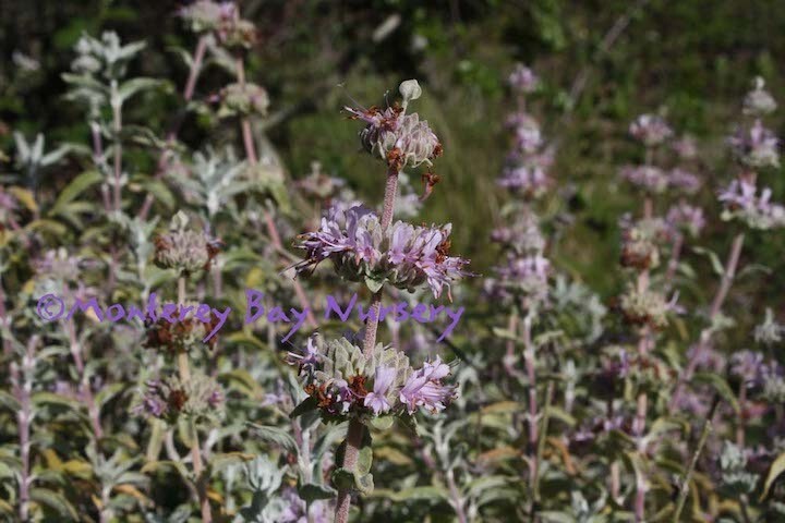 MBN 1Gal Salvia leucophylla 'Point Sal' 13336