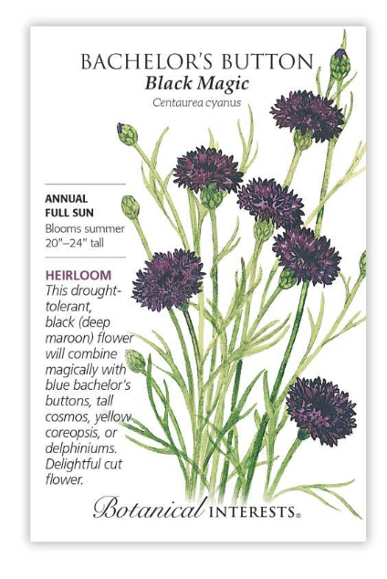 BI Bachelor Button Black Magic 1075