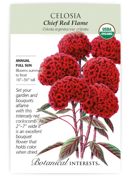 BI Celosia Chief Red Flame Org 2000