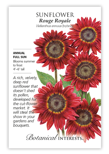 BI Sunflower Rouge Royal 1191