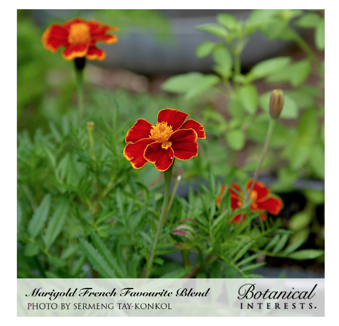 BI Marigold French Favourite Blend 1247