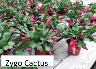 PG 4" Zygo Cactus (00263-4)