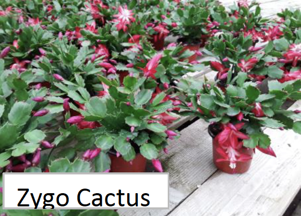 PG 6" Zygo Cactus (00270-2)