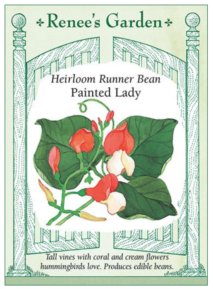 Renee's Runner Bean Painted Lady 5034