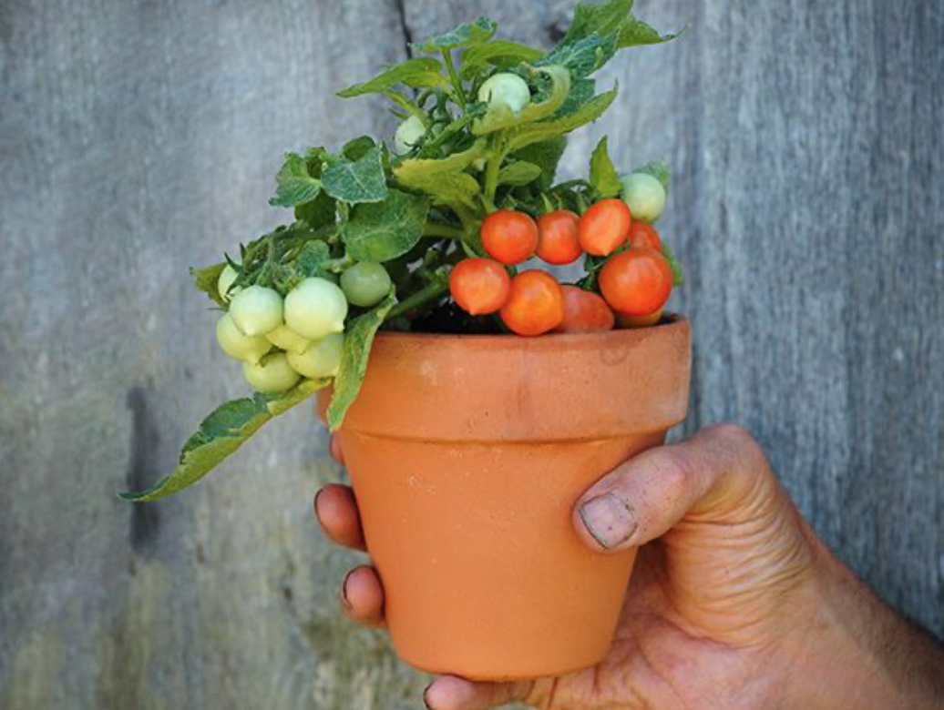 Baker Creek Tomato Micro Tom TM105