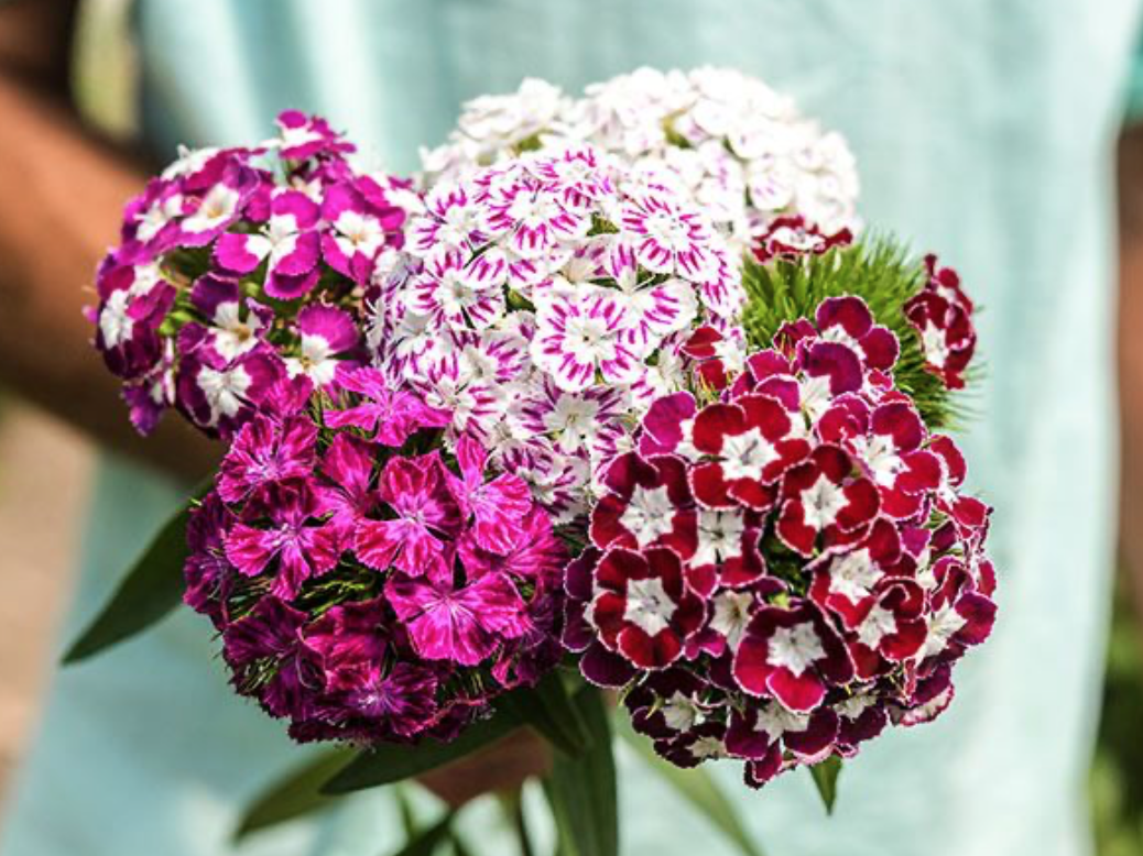 Baker Creek Dianthus Hollandia Purple Crown Store The Plant Foundry
