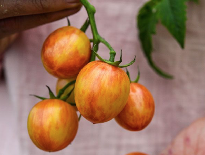 Baker Creek Tomato Sunrise Bumblebee TS150
